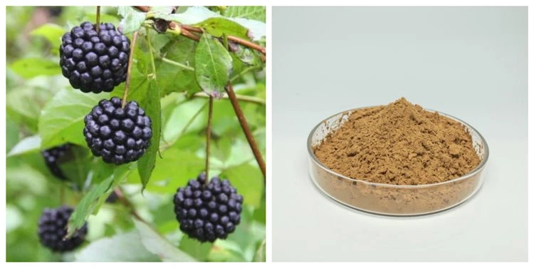 Siberian Ginseng Extract Powder