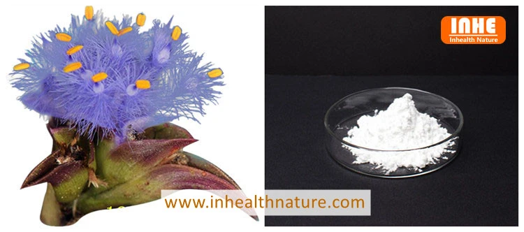 Cyanotis arachnoidea CB.Clarke and Beta Ecdysterone Powder