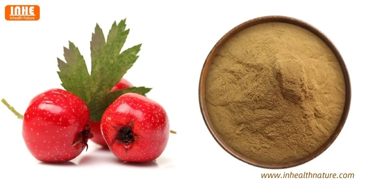 Hawthorn Berry and Its Extract Powder