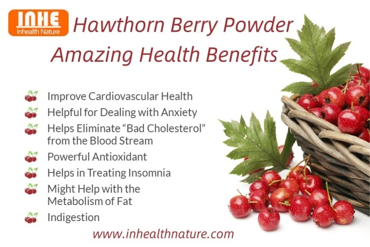 Amazing Health Benefits of Hawthorn Berry Extract Powder