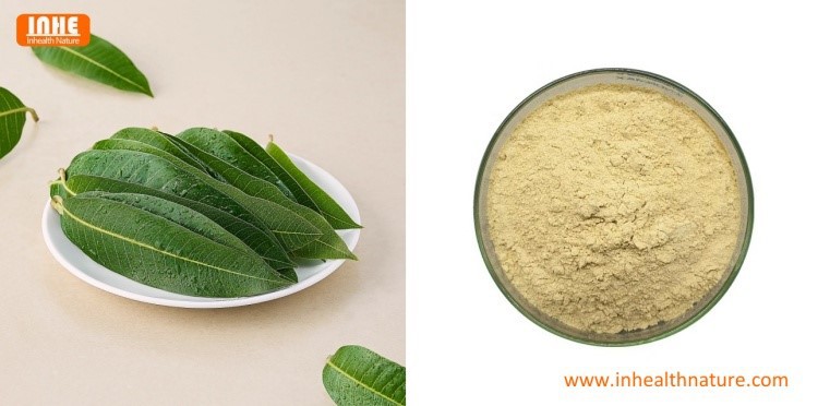 Mango Leaves and Mango Leaf Extract