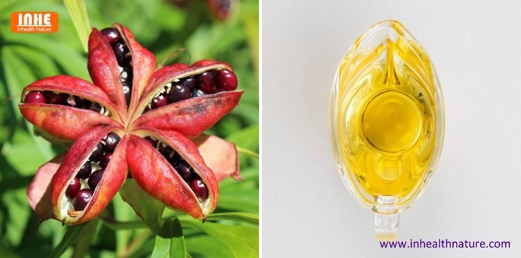 Peony Seeds and Peony Oil
